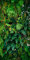 wandmotiv24 Türtapete Wand aus Blättern, Urwald, Natur, Grün 90 x 200cm (B x H) - Dekorfolie selbstklebend Sticker für Türen, Türfolie, Aufkleber, M1352