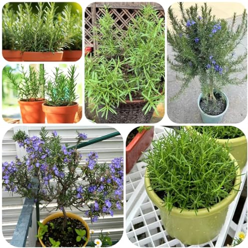 rosmarino, selvatiche rare per semi di rosmarino balcone giardino roccioso sostenibili decorazioni giardino resistenti 225semi