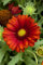 Gaillardia x grandiflora 'Burgunder' ca. 9x9 cm Topf - Kokardenblume, burgunderrote Blüten, Blütezeit Juni-September, ideal für Beete, trockenheitsresistent, pflegeleicht