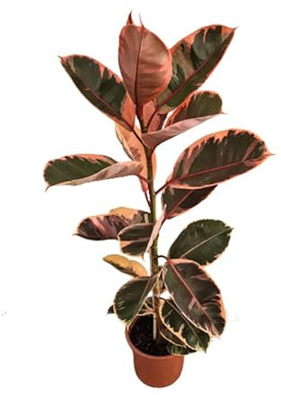 Ficus Pink Ruby Natural La Belleza en Rosa para tus Espacios Interiores