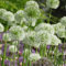 Allium Bulbos-Planta De Cebollinos,Bulbos De Plantas,Planta De Cebollino,Decoracion De Jardin,Plantar En Macetas,Cortar Flore-15Bulbos-a