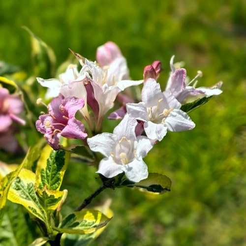 Semillas resistentes de weigela de balcón perennes resistentes arbustos ación, alfombra ornamentales, decoraciones, base 30pcs