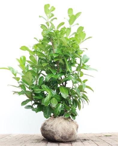 Prunus laurocerasus 'Rotundifolia' 80-100 cm - Kirschlorbeer, immergrün, ideal als Hecke, schnellwachsend, pflegeleicht und winterhart
