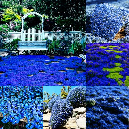 Mixrug Semi di timo lanoso blu, 20001+ semi di timo blu striscianti copertura del terreno, resistente alla siccità, semi di timo non OGM, resistente ai cervi tra pietre miliari e giardino roccioso