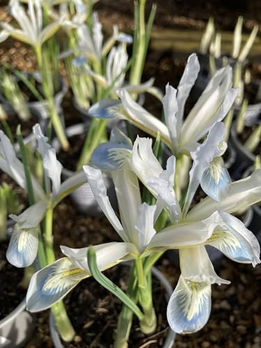 10 x Blue Dwarf Iris 'Frozen Planet' (Iris reticulata) Bulbs (Free UK Postage)
