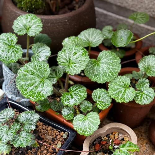 semillas de saxífraga - semillas de Saxifraga stolonifera - semillas de productos sostenibles exóticas resistentes orgánicas raras 250pcs