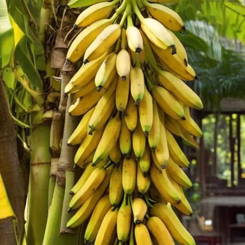 semillas de plátano comprar bonsáis decoración enanos Decoración de balcón con plátanos perennes resistentes espaldera 25pcs