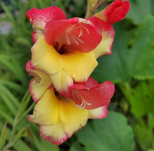 Gladiolenzwiebeln : Gladiolus primulinus - Gladiole/Zwerggladiole Las Vegas  5 Blumenzwiebeln