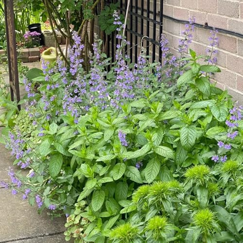 40 piezas semillas de gatera organicas - de primavera jardin semillas balcón, techo verde