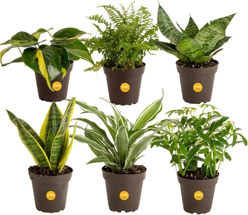 Costa Farms Live Air Purifying House Plants 6 Pack - Hand Selected Easy to Maintain Indoor Assorted Indoor Houseplants, Curated Mix, Low Light, Home Office Decor Plant Gift
