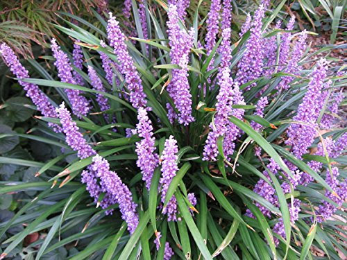 1 x Liriope muscari ‚Royal Purple' im 1 Liter Topf (Ziergras/Staude/Winterhart/Mehrjährig/Stauden/Immergrün) Lilientraube - Purpurfarbene Eleganz für schattige Oasen - von Stauden Gänge