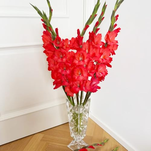 bulbi di gladioli di ufficio bonsai giardino di interni resistenti giardino riverdimento tetti decorativi rocce letto elevato 10pcs