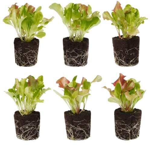 Lettuce Mix Seedlings: Ready-to-Plant, Starts, Starters, Plugs, Garden Ready, Live Plants, Transplants, Pre-Sprouted, Soil & Hydroponic Gardens (6 seedlings)