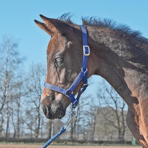 JA Horse JA4027 Foal Halter Made of Sturdy Webbing Multi-Adjustable Halter for Foals in the Neck, Nose and Goose Area with Silver-Coloured Fittings (Royal Blue, Foal)