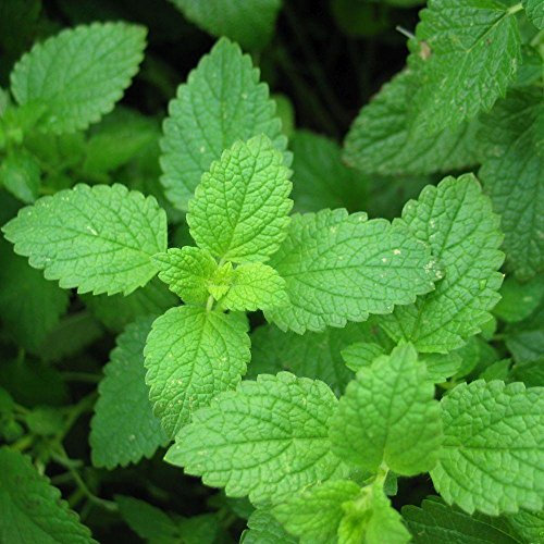 100K Menta piperita Menta granel fácil cultivar semillas de té