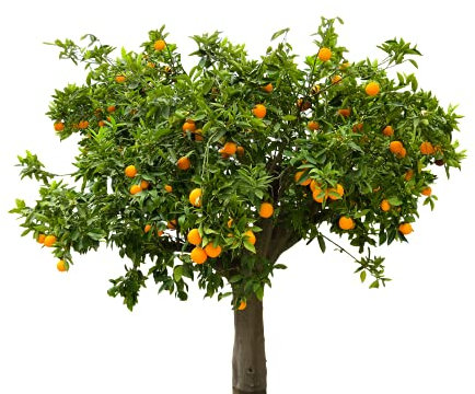 Citrus & Mediterranean Plant Potting Soil 1 Litres - Lemon, Orange, Palm, Olive Tree Fast Draining PureGrow® Compost - Hydrate at Home