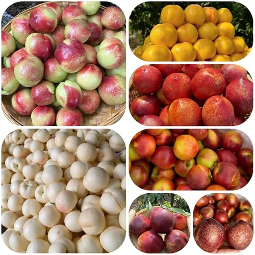 semillas de nectarina, resistentes, balcón jardín perennes 15pcs