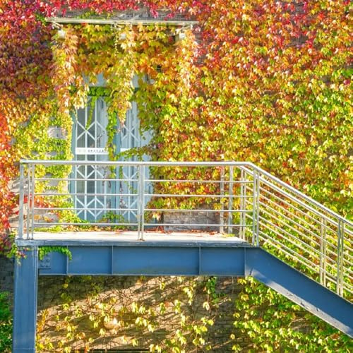 vite selvatica, vite vergine - Decorazione con rampicanti per il soggiorno Parthenocissus tricuspidata decorazioni giardino per esterni giardino resistenti in 700semi