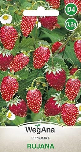 WegAna Fraise des bois Rujana Graines 0,2g Pluriannuelle Graines de fruits Fraise des bois Graines de légumes, Graines de légumes Culture Graines pour serre Jardin