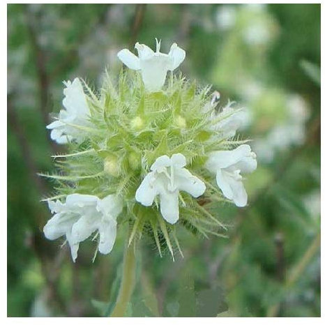 Mastic Thyme/Spanish Thyme/Thymus mastichina/Hardy Evergreen Culinary Herb / 100 Seeds