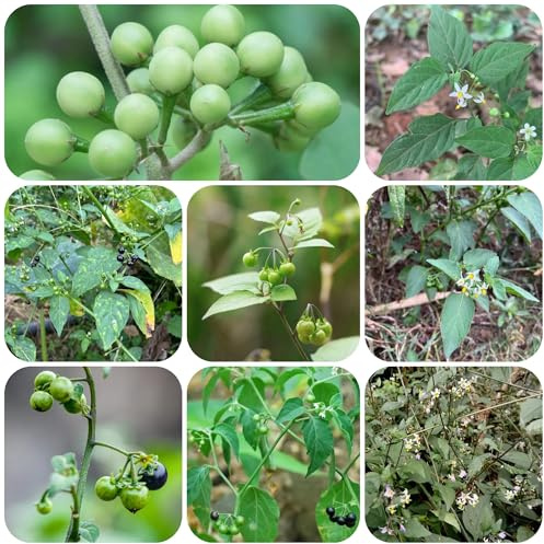 Semillas de belladona negra - Plantas en macetas para decorar balcones jardín de hierbas Plantas resistentes para balcones, Semillas de solanáceas para decoración de plantas macetas 550pcs