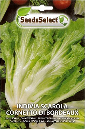 SEMENTI SEMI DI INDIVIA SCAROLA CORNETTO DI BORDEAUX BUSTINA MAXI