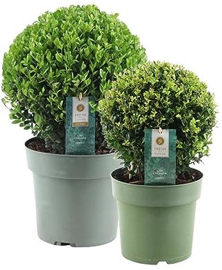 Plants by Frank | Echte Stechpalme Kugel | 1x Ilex crenata 'Jenny' kugel 20 cm & 1x Kugel 25 cm | set von 2 Stück | 20-25 cm Ø durchmesser | Buchsbaum ersatz | Gartenpflanzen | Buchsbaum