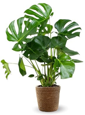 Attitude Jardin - Monstera deliciosa avec panier en jonc de mer - plante trouée - purificateur d'air - 80-90 cm - ⌀ 22 cm - plante d'intérieur