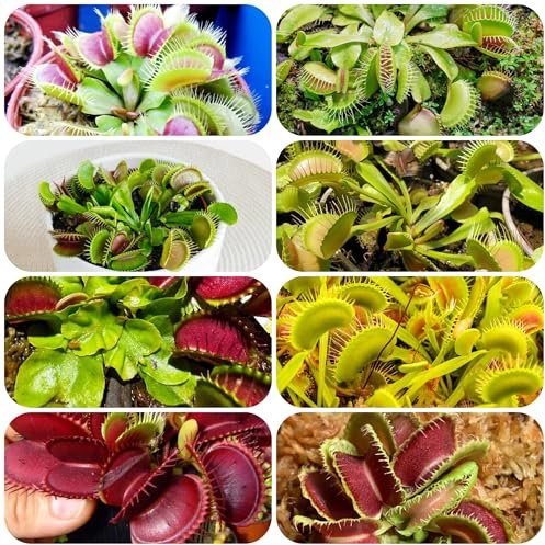 venusfliegenfalle pflanze samen topfpflanzen pflanzensamen fleischfressende pflanzen bonsai samen zimmerpflanzen gartenpflanzen exotische pflanzen stauden gartensamen Luftreinigende 400pcs