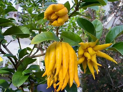 Árbol LIMON MANO DE BUDA Árbol de 2 años. 140 cm altura + ABONO