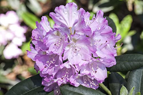 Rhododendron 'Snipe' 20-25 cm - Zwerg-Rhododendron, zartrosa Blüten, Blütezeit April-Mai, ideal für Kübel, winterhart und pflegeleicht