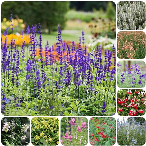 sabio - Jardín de en el balcón, de otoño en el interior semillas salvia interior, jardín, decoración sala estar, semillas silvestres 500semillas