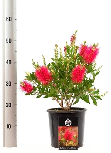 Callistemon Árbusto Natural con Inflorescencias Rojas