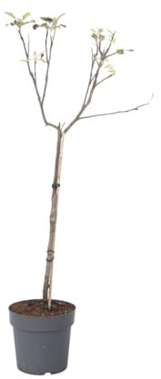 Plant in a Box - Pommier - Malus domestica - Malus Elstar - Pommier - Pot 21cm - Hauteur 90-100cm