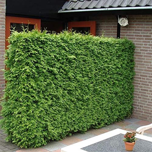 50 Stück Lebensbaum Brabant 40-60 cm - Thuja occidentalis Brabant - Heckenpflanze - Koniferen