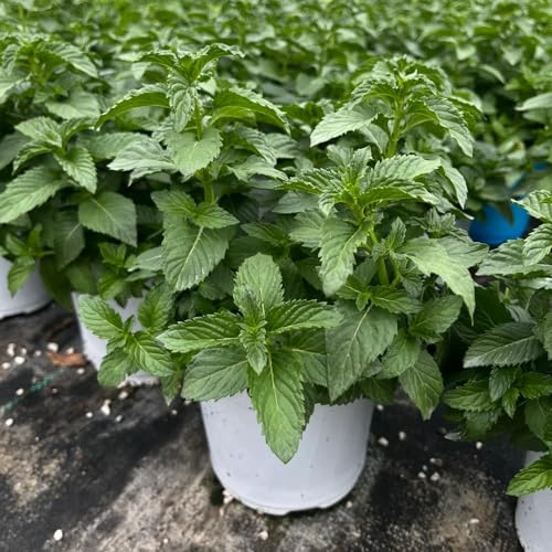 semi di menta al coperto - interno giardino appartamento esotiche perenni resistenti 400pcs