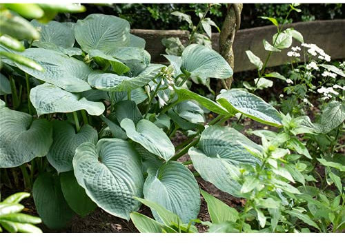 Hosta 7eboldiana « Big Daddy » – Fusée de jardin « Big Daddy » dans un pot de 13 cm, qualité jardinier de fleurs Eber – 13 cm