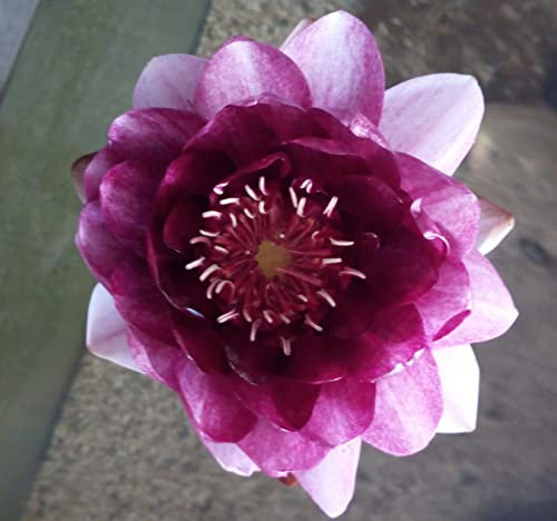 ANGEBOT : Teichpflanzen Seerosen/Teichrosen : vercheden Sorten winterhart Pflanztiefe 30 bis 150 cm (Burgundy Princess)