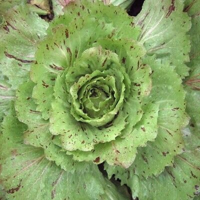 Buy4seeds Chicory Variegata Di Castelfranco 1000 Seeds - Vegetables Easy for Grow Garden