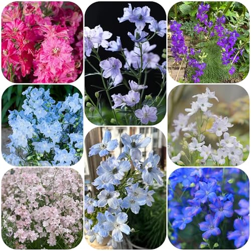 Semillas resistentes de la delphinium silvestres, balcón, cortadas delphinium para balcones, decoracion de jardin para 125pcs