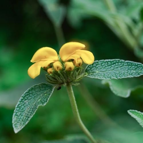 phlomis - decorazioni giardino per esterni biologiche per la copertura del terreno resistenti in vaso esotiche aiuole rialzate e balconi giardino di 180semi