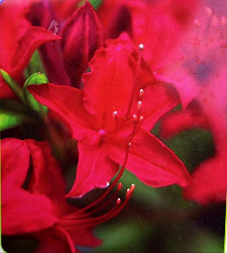 POWERS TO FLOWERS - AZALEA MOLLIS ROSSA XXL, AZALEA DA ESTERNO, vaso 26cm, pianta vera