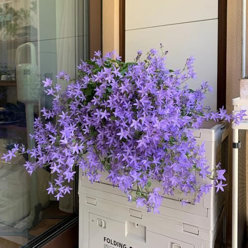 Semillas de campanilla - Campanula Medium,decoración del alféizar de la ventana resistentes para el jardín,hermosas en macetas.250pcs
