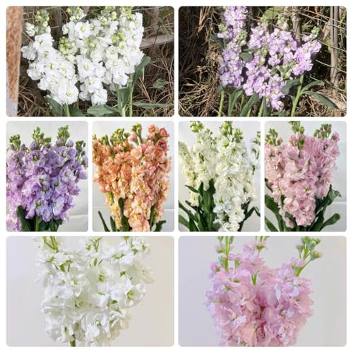 veilchen samen（levkojen samen mehrjährig）- usambaraveilchen pflanze samen- deko garten-pflanzen für sonnige plätze blumenwiese samen-pflanzen samen bonsai topf-pflanzen winterhart 200pcs