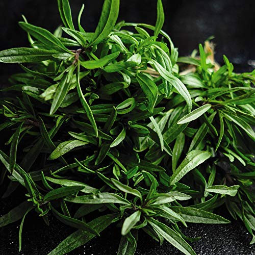 Herb ‘Summer Savory’ Satureja Hortensis Hardy Annual Herb Spring Sowing Summer Flowering Garden Plants Grow Your Own 1 x Seed Packet (400 Seeds) Herb ‘Summer Savory’ by Thompson and Morgan