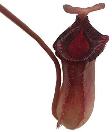 Nepenthes 'Briggsiana' (N.Lowii x N.Ventricosa Red) Tropical Carnivorous Pitcher Plant in 3 Pot