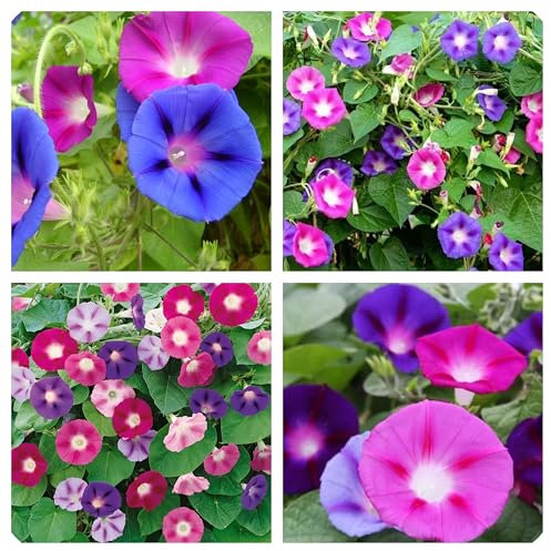 Semi di Ipomea Campanella Mix, Fiori Rampicanti per Pergole e Gazebo, Colori Misti, 300 semi