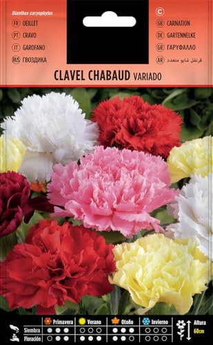 DECOALIVE Semillas Clavel Chabaud Dianthus Caryophyllus Mix Color