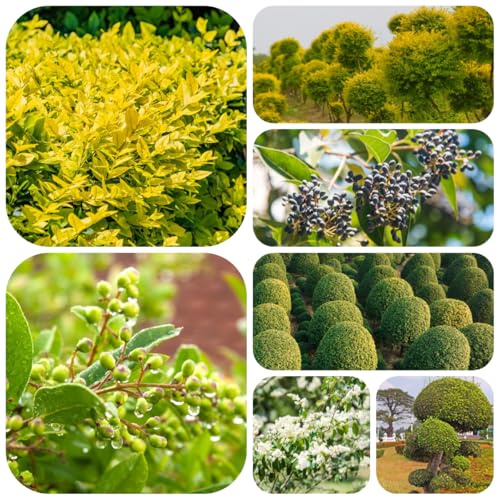 semillas de seto de aligustre de interior decoración de arbustos de aligustre mini jardín, arbusto de hoja perenne orgánicas variedades antiguas 100pcs