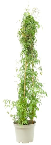 Verdecora Jazmín Chino | Planta natural de exterior con flor | Planta Perenne Trepadora Perfumada | Floración abundante | Perfecto para decorar jardín, terraza, balcón (Maceta 5L Piramide)